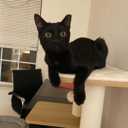 Enlarge Snow Shower, a Adoptable Domestic Short Hair in Toms River, NJ image 4/6