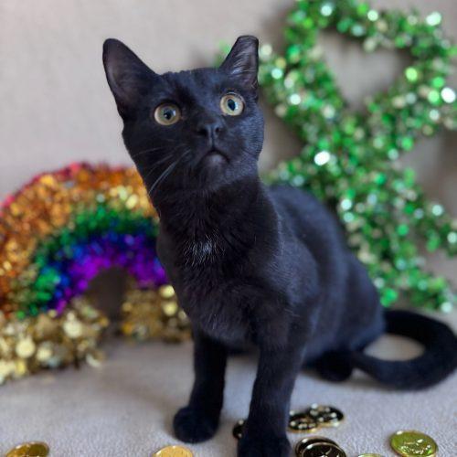 Enlarge Snow Shower, a Adoptable Domestic Short Hair in Toms River, NJ image 6/6