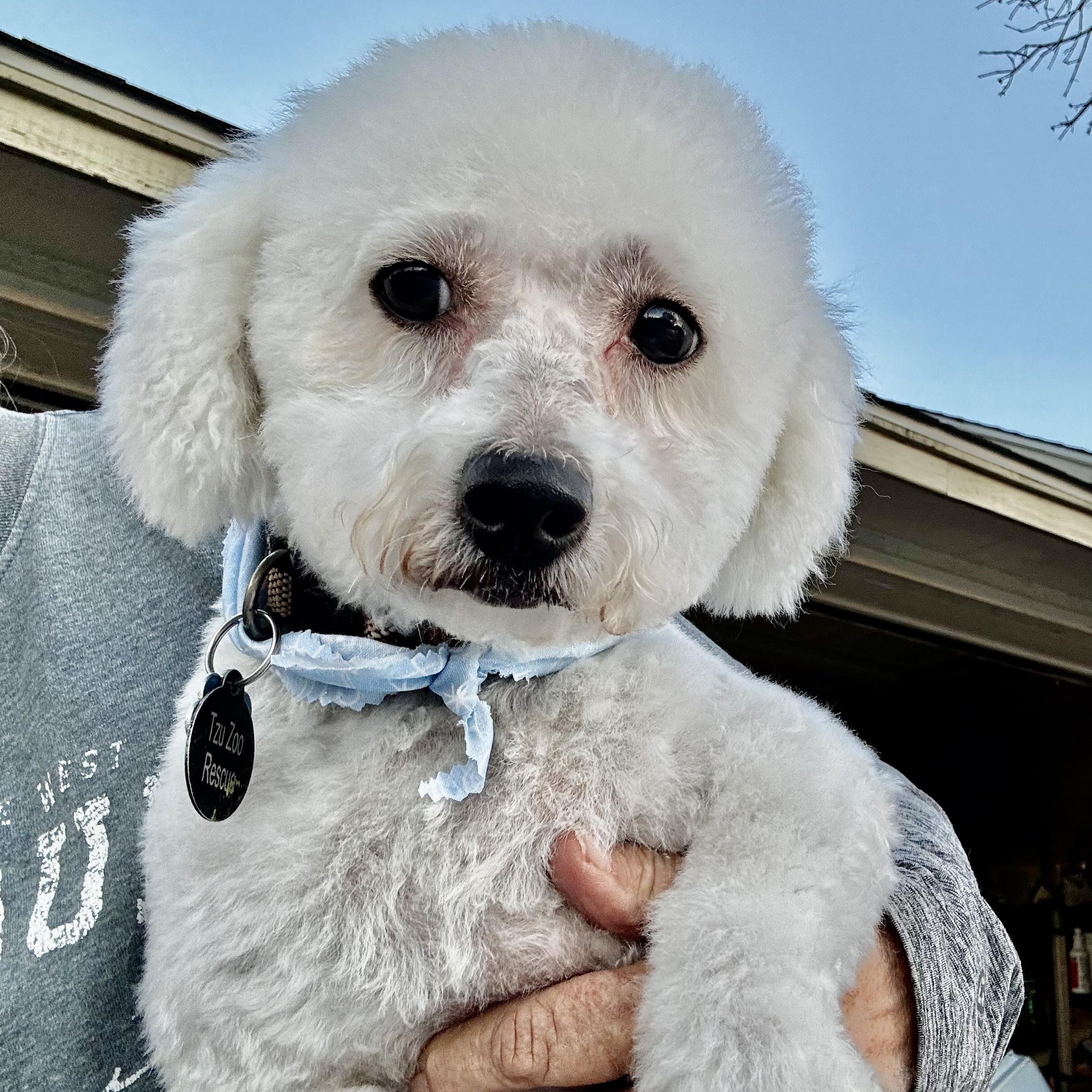 Krystal Miller, Adoptable, Adult Female Bichon Frise.