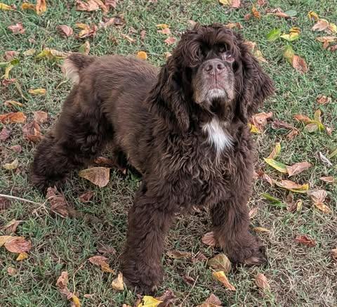 Enlarge Parker, a Adoptable Cocker Spaniel in Newport, KY image 1/1