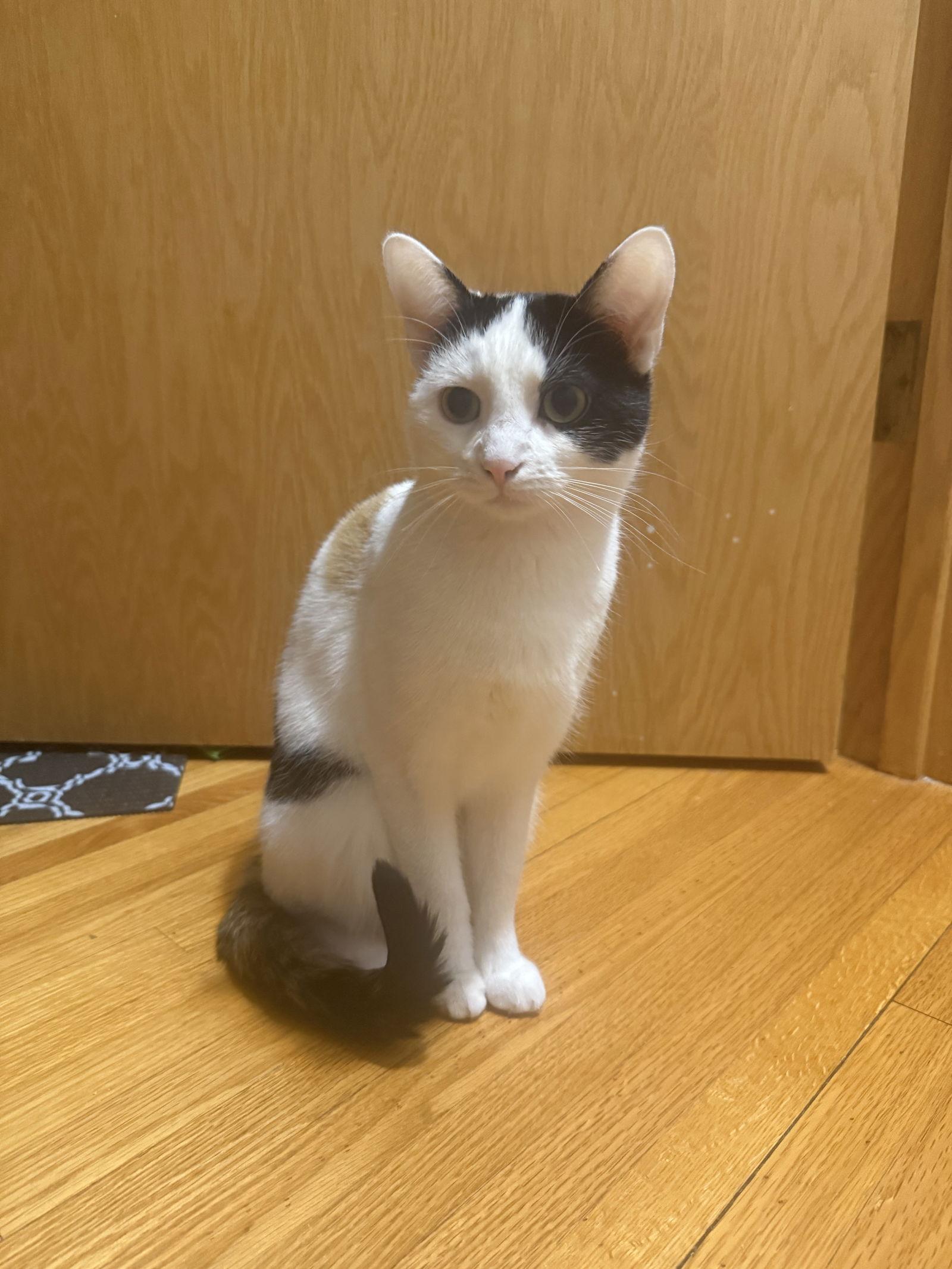 Sally, Adoptable, Young Female Domestic Short Hair.