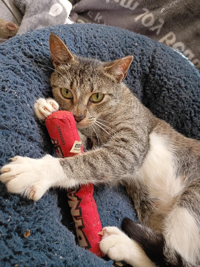 Iris, Adoptable, Young Female Domestic Short Hair.