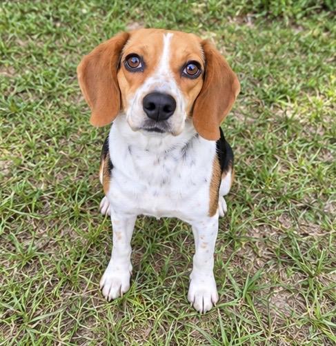 Enlarge Bella, a Adoptable Beagle in Albion, MI image 2/5