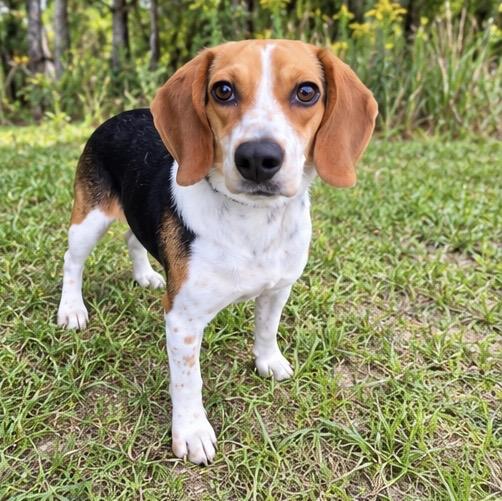 Bella, Adoptable, Adult Female Beagle.