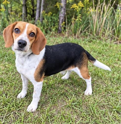 Enlarge Bella, a Adoptable Beagle in Albion, MI image 3/5