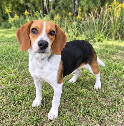 Enlarge Bella, a Adoptable Beagle in Albion, MI image 5/5