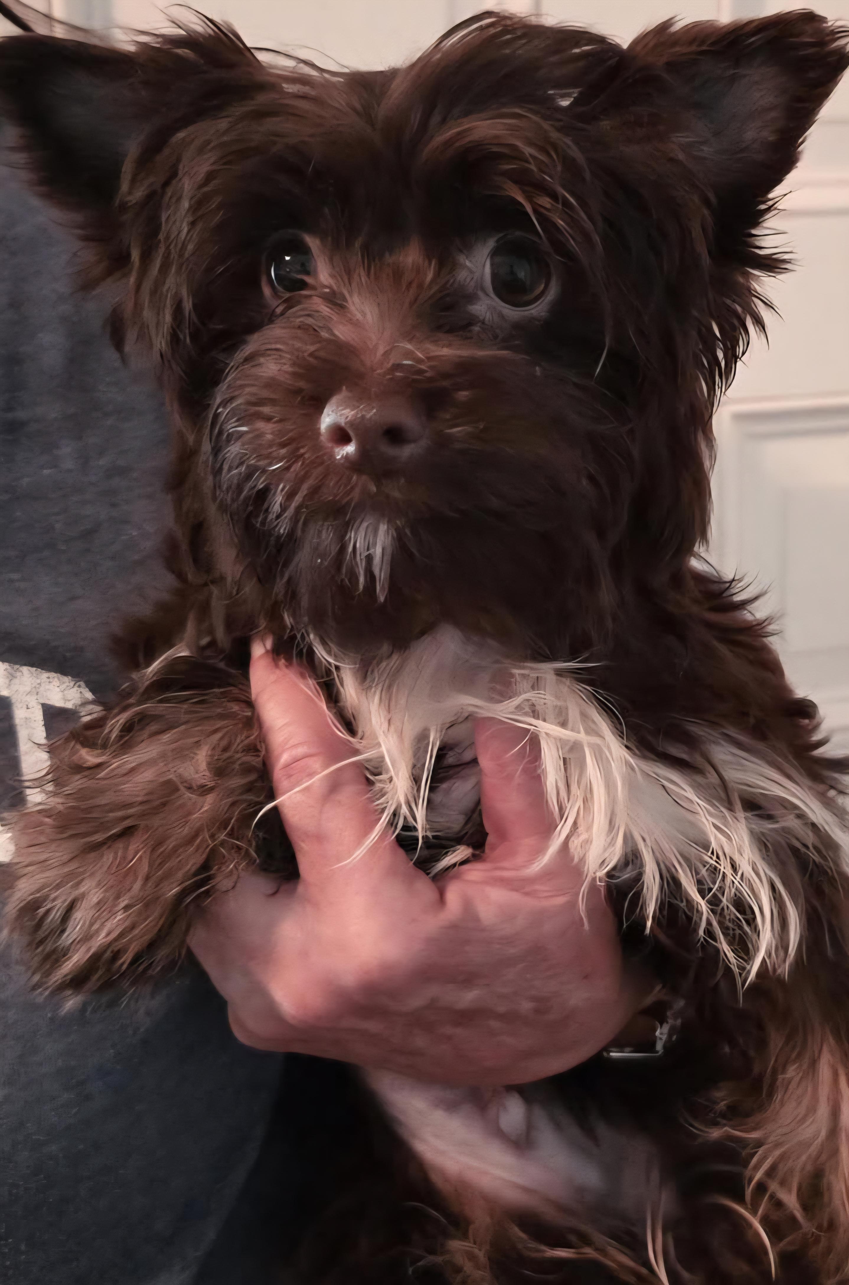 Enlarge Aster, an adopted Yorkshire Terrier in Cambridge, MD image 1/1