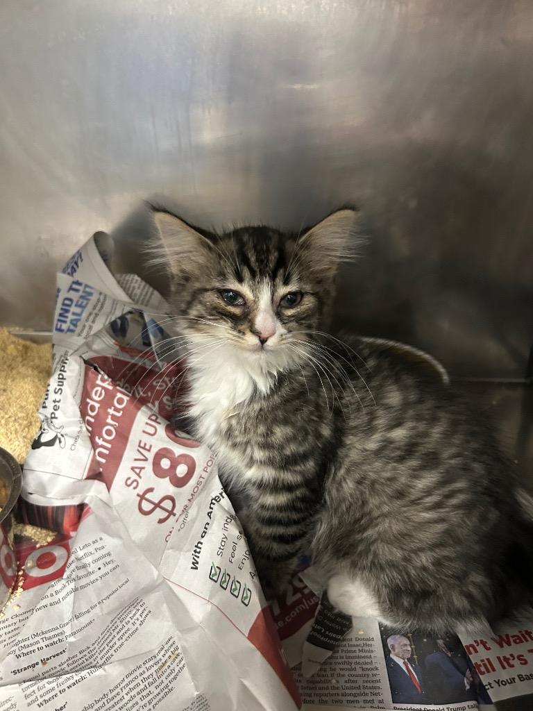 Princess, Adoptable, Kitten Female Domestic Short Hair.
