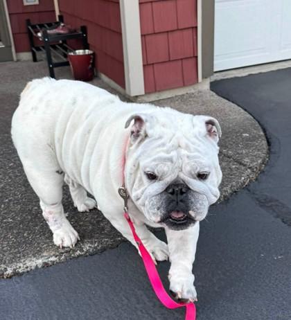 Enlarge MOANA TALA, a Adoptable English Bulldog in Bonney Lake, WA image 3/3