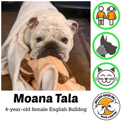 MOANA TALA, Adoptable, Adult Female English Bulldog.