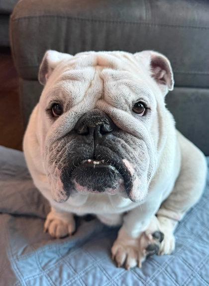 Enlarge MOANA TALA, a Adoptable English Bulldog in Bonney Lake, WA image 2/3