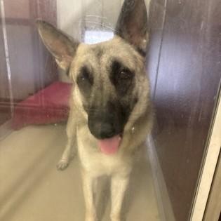 Enlarge Atlas, an adoptable German Shepherd Dog in Phoenixville, PA image 5/6