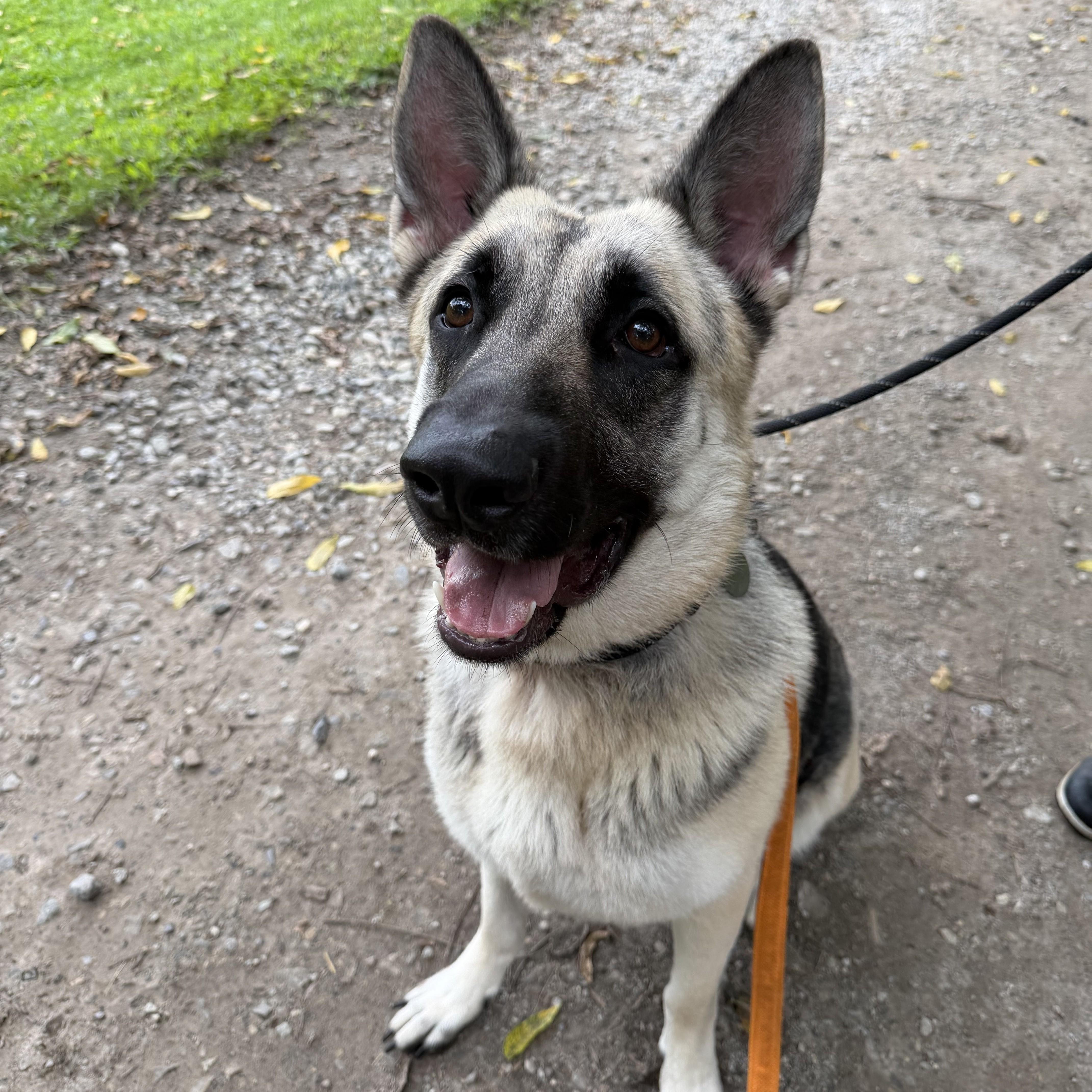 Enlarge Atlas, an adoptable German Shepherd Dog in Phoenixville, PA image 2/6