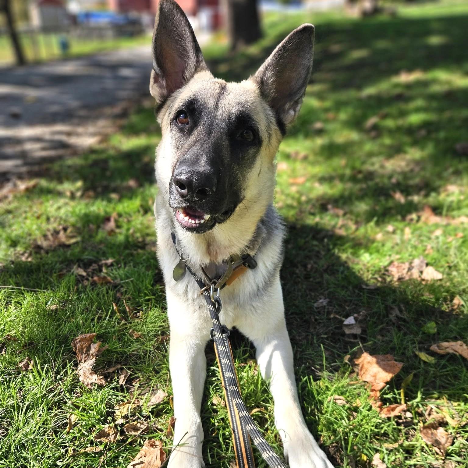 Atlas, Adoptable, Young Male German Shepherd Dog.