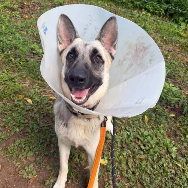 Enlarge Atlas, an adoptable German Shepherd Dog in Phoenixville, PA image 4/6