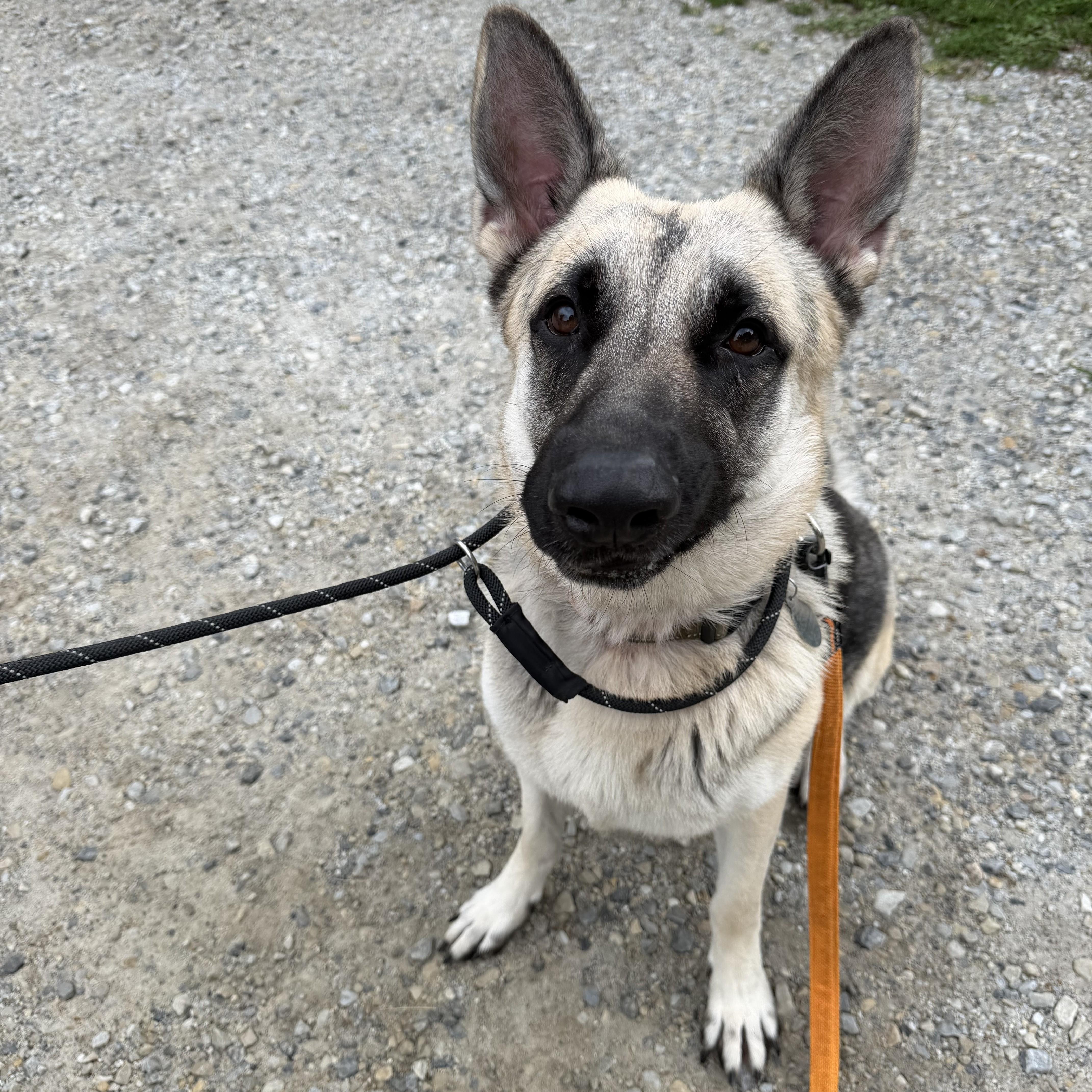 Enlarge Atlas, an adoptable German Shepherd Dog in Phoenixville, PA image 3/6