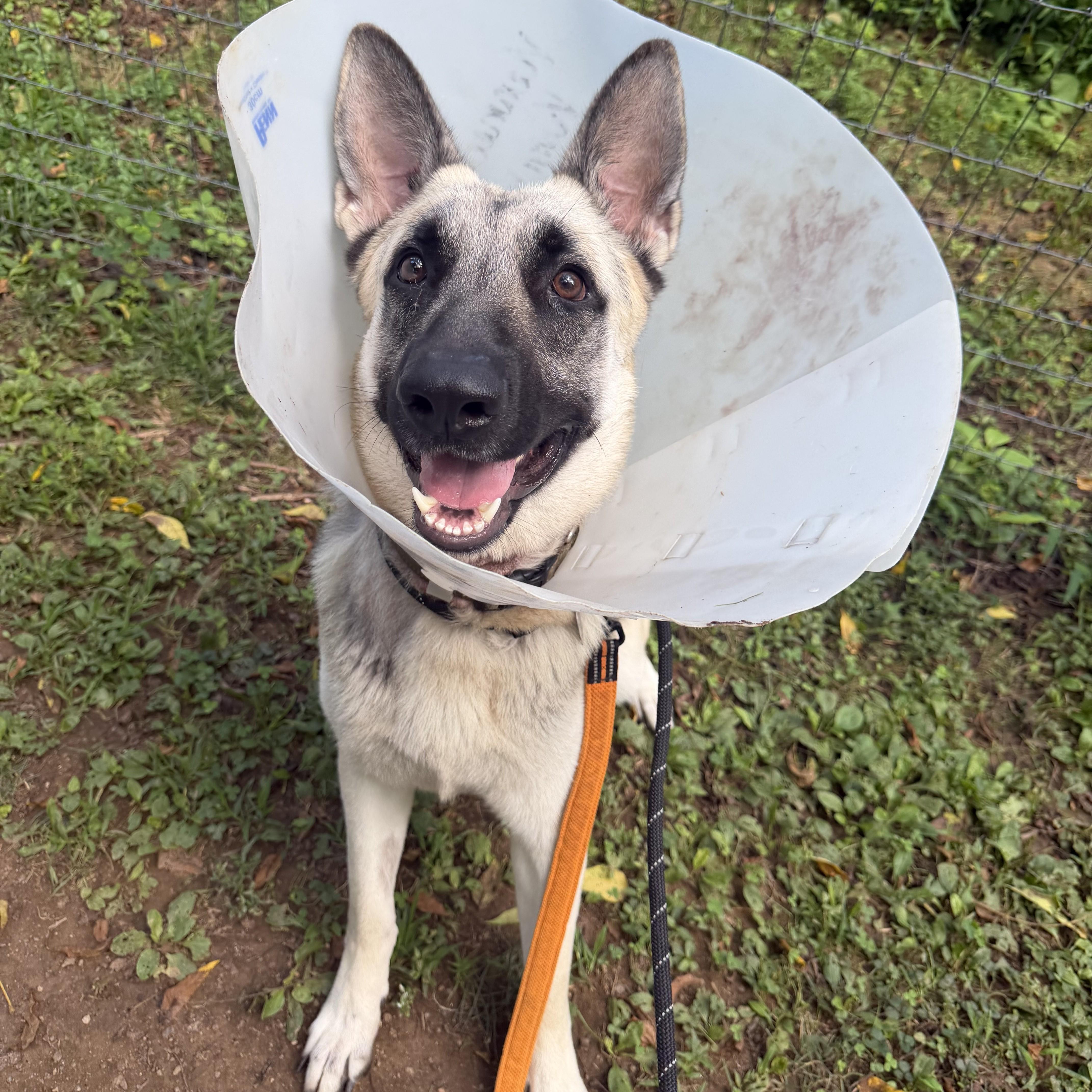 Enlarge Atlas, an adoptable German Shepherd Dog in Phoenixville, PA image 6/6