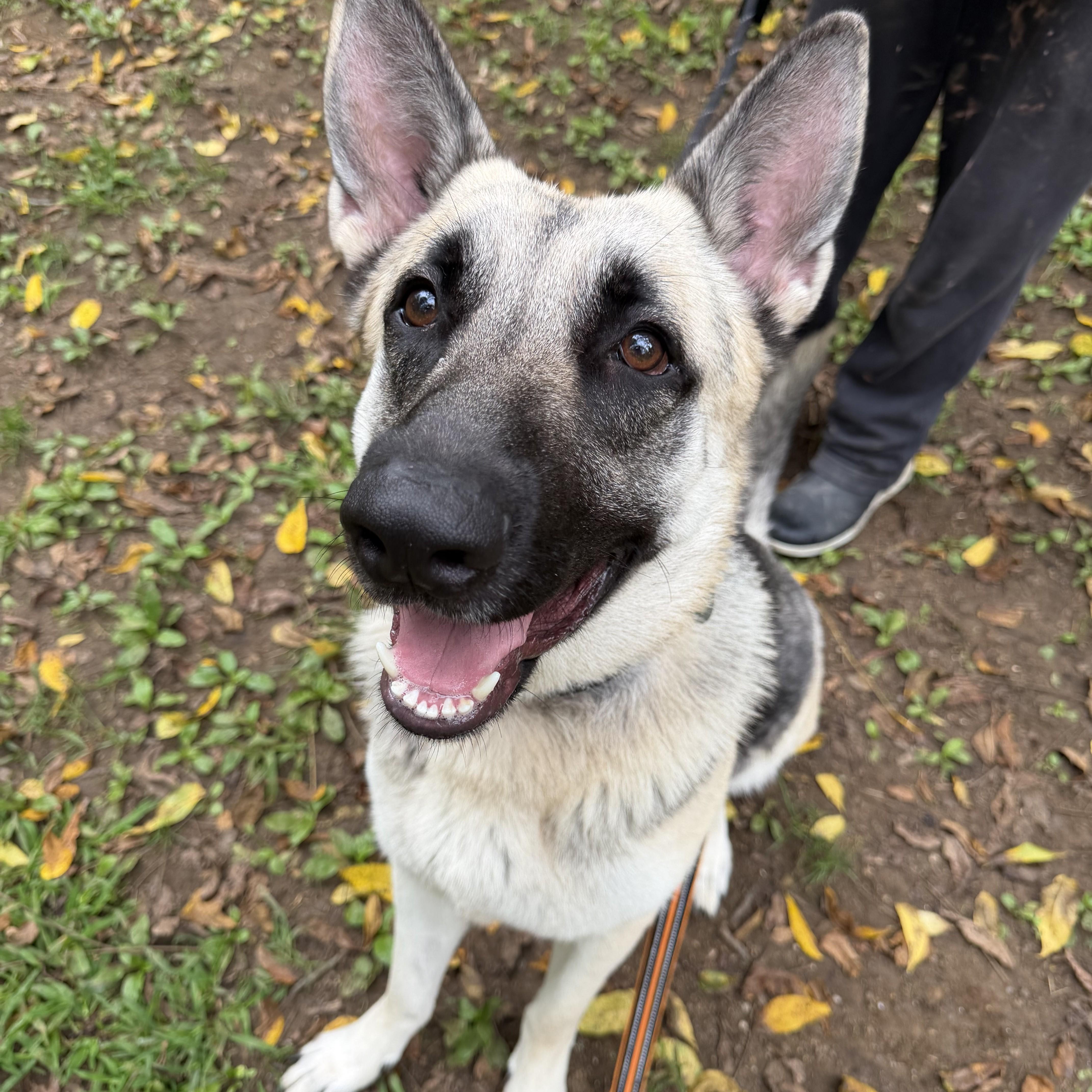 Enlarge Atlas, an adoptable German Shepherd Dog in Phoenixville, PA image 1/6