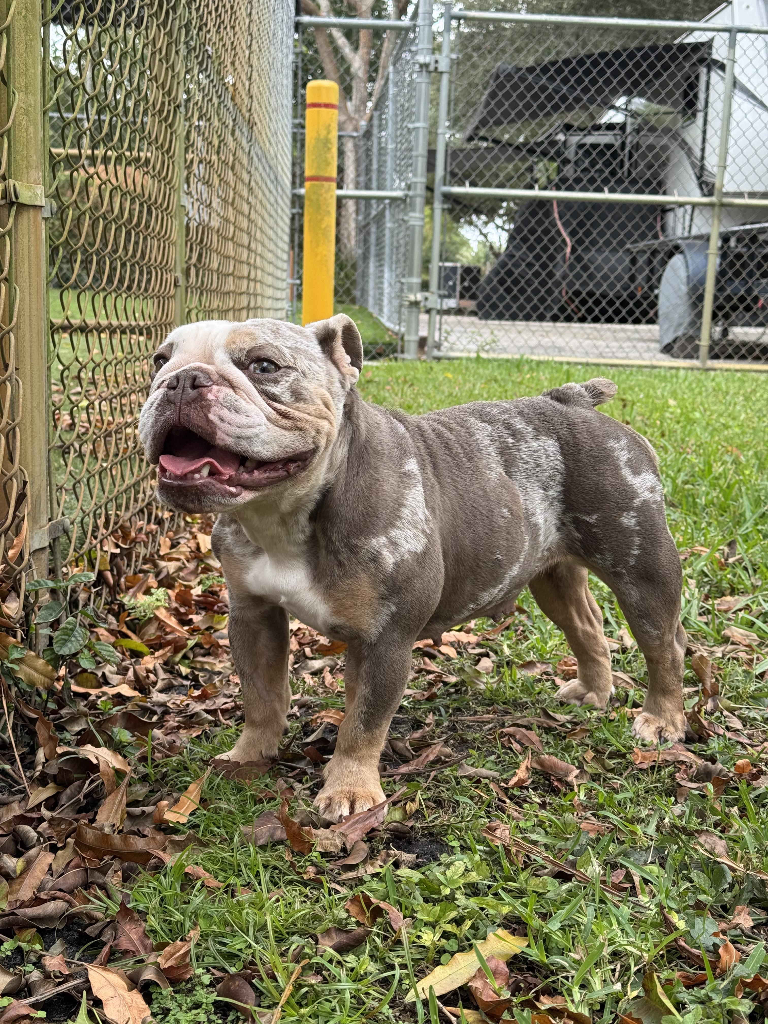 Enlarge Cocoa, an adopted English Bulldog in Hialeah, FL image 1/1