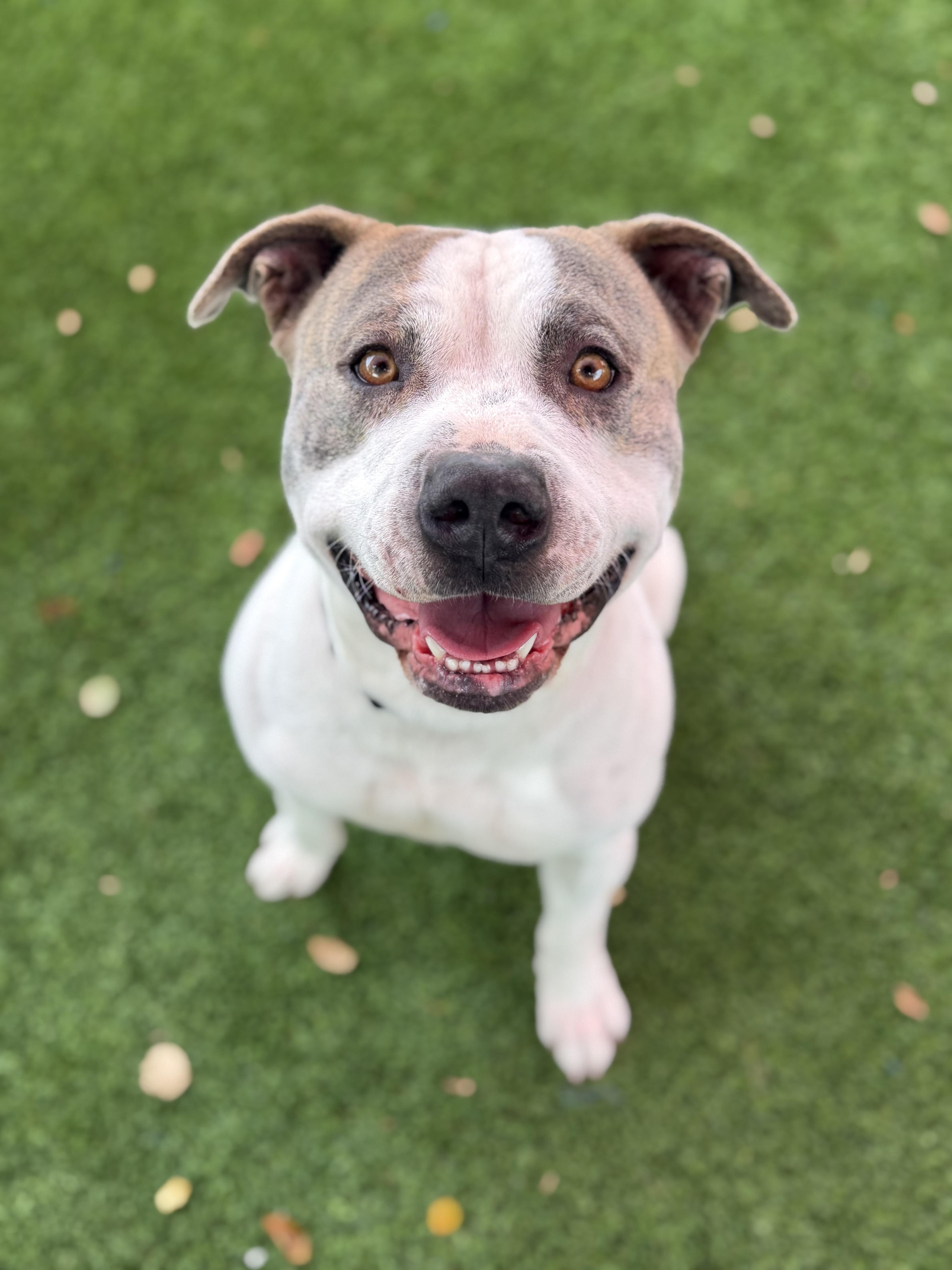Marley, ADOPTABLE, Adult Male American Staffordshire Terrier.