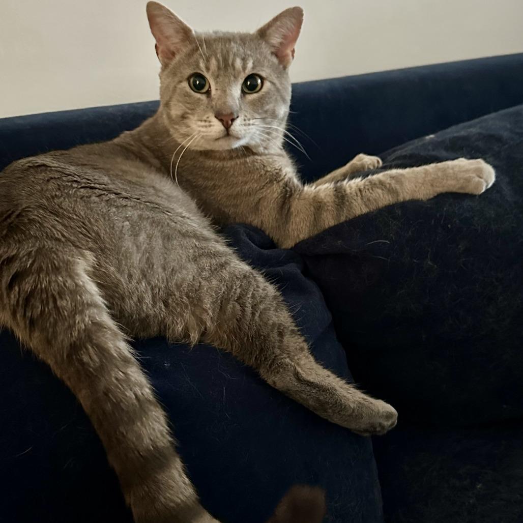 Phantom 2 — thumbnail 2