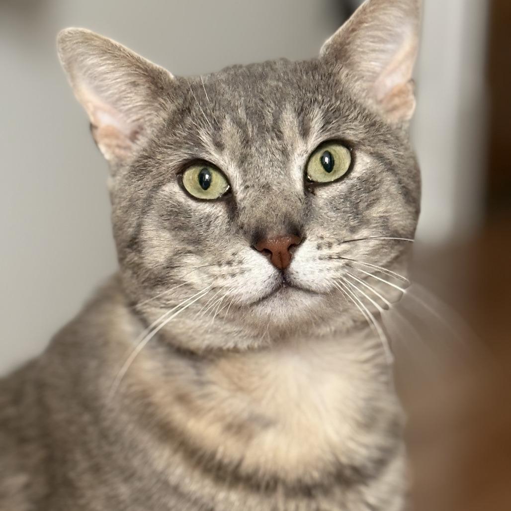 Phantom 2 — thumbnail 3