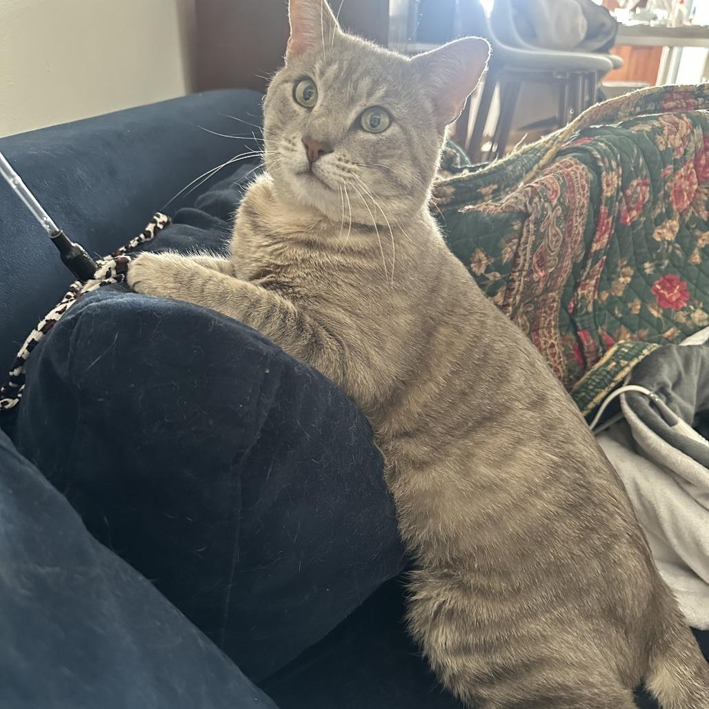 Phantom 2 — thumbnail 6