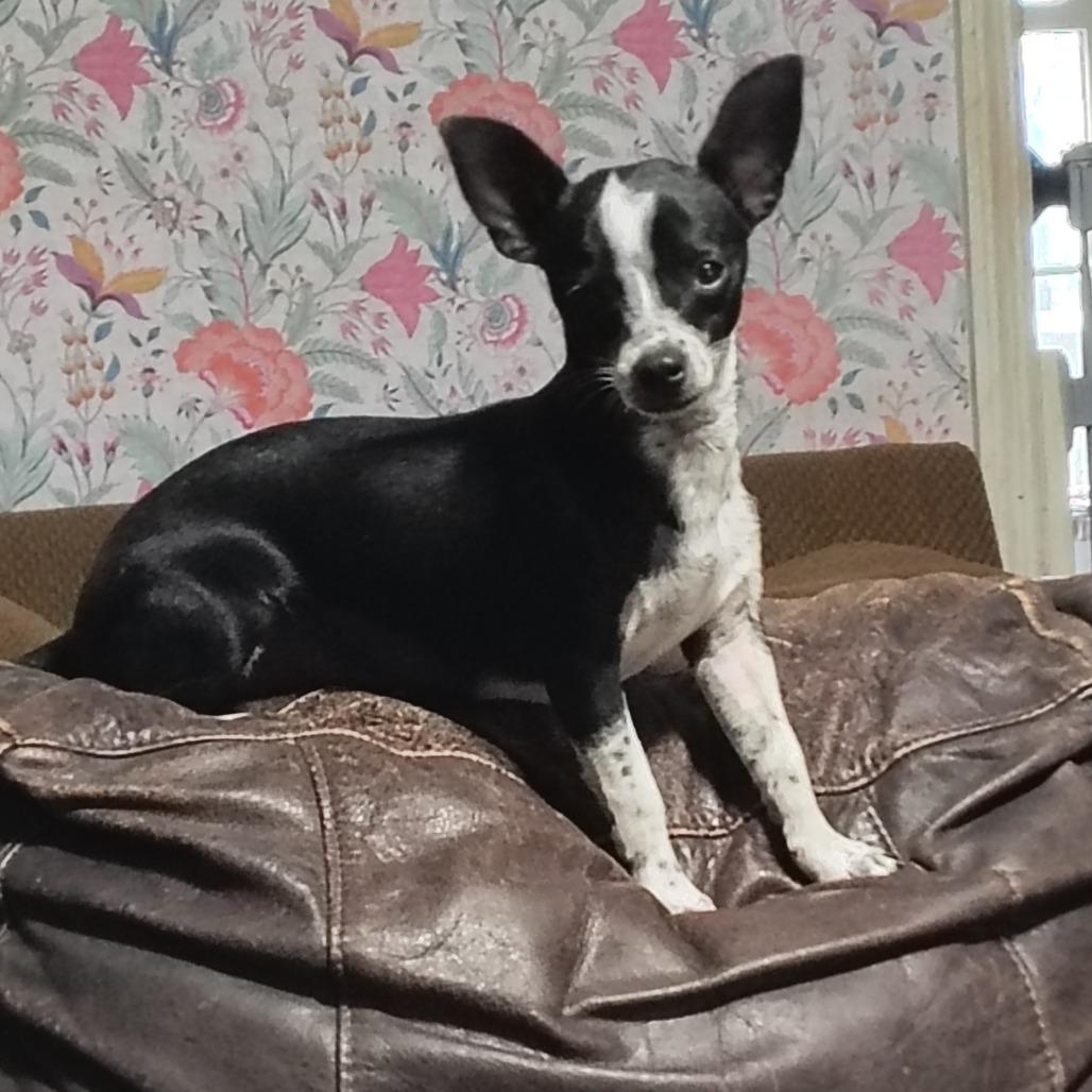 Enlarge Snowflake, a ADOPTABLE Chihuahua in Wilmington, NC image 2/6