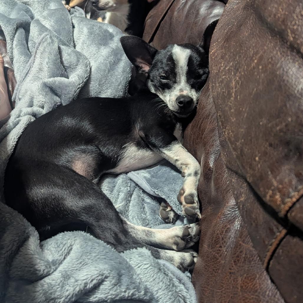 Enlarge Snowflake, a ADOPTABLE Chihuahua in Wilmington, NC image 5/6