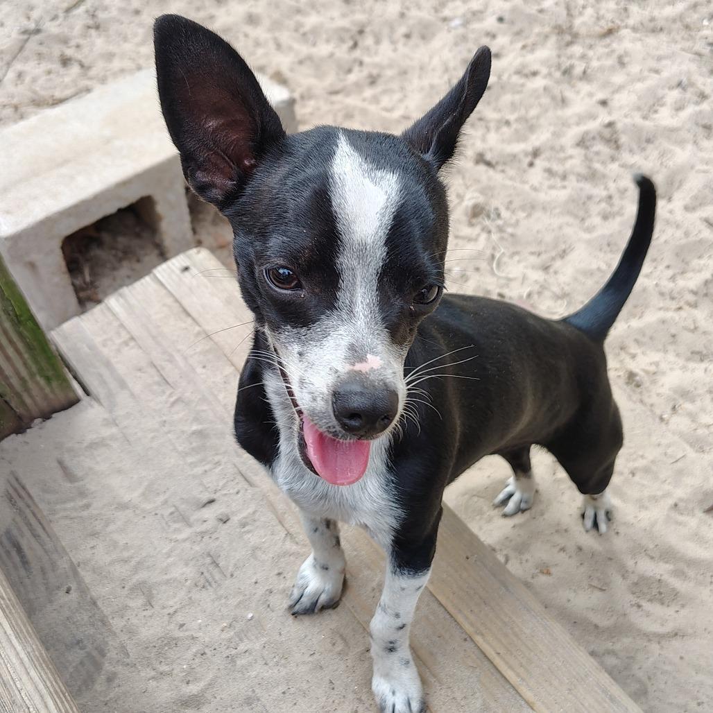 Snowflake, ADOPTABLE, Puppy Female Chihuahua.
