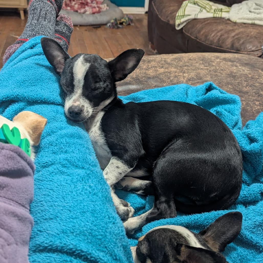 Enlarge Snowflake, a ADOPTABLE Chihuahua in Wilmington, NC image 4/6