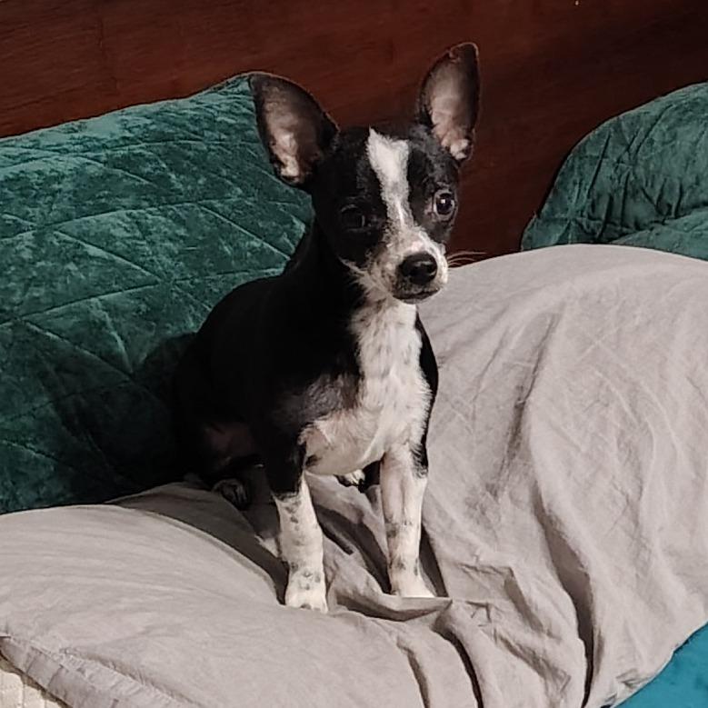 Enlarge Snowflake, a ADOPTABLE Chihuahua in Wilmington, NC image 3/6