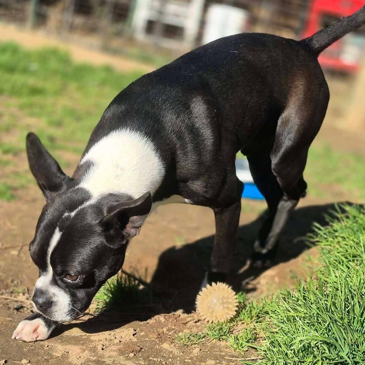 Bubba, a ADOPTABLE mixed breed in Rochester, NY image 5/6