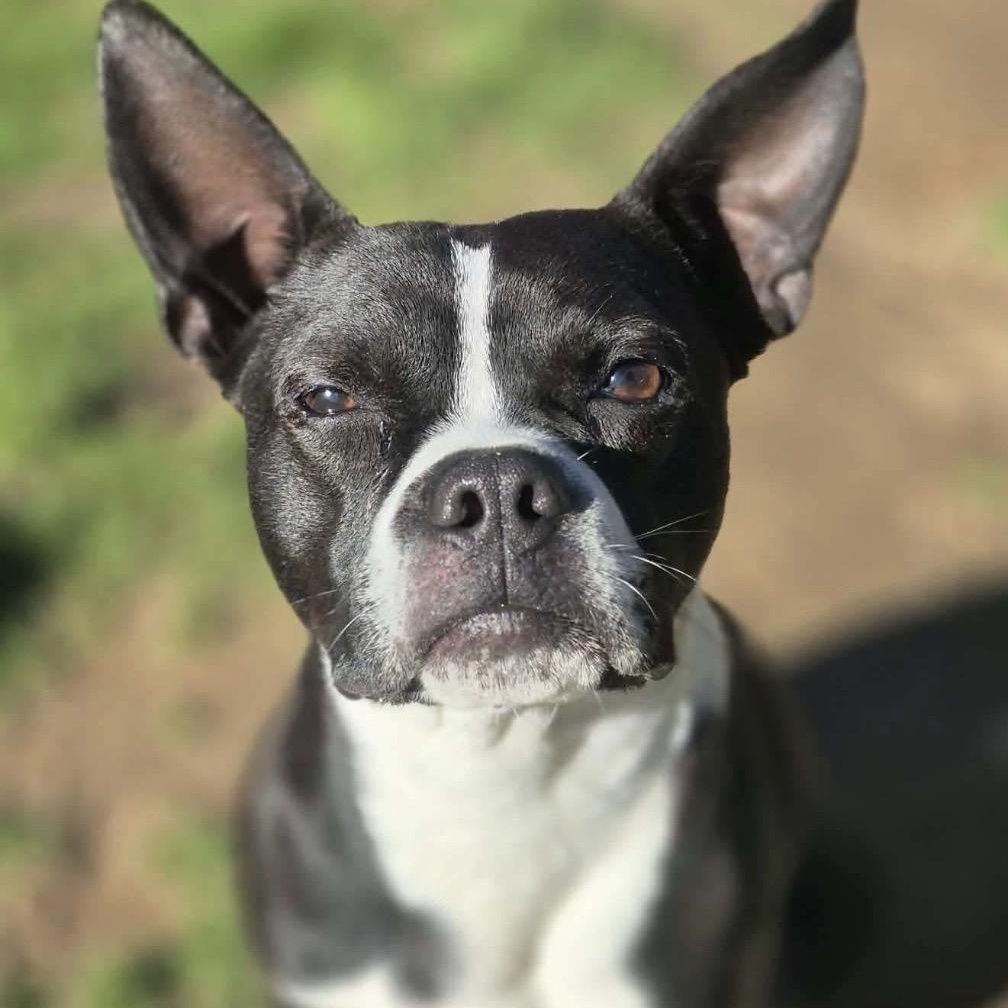 Bubba, a ADOPTABLE mixed breed in Rochester, NY image 2/6