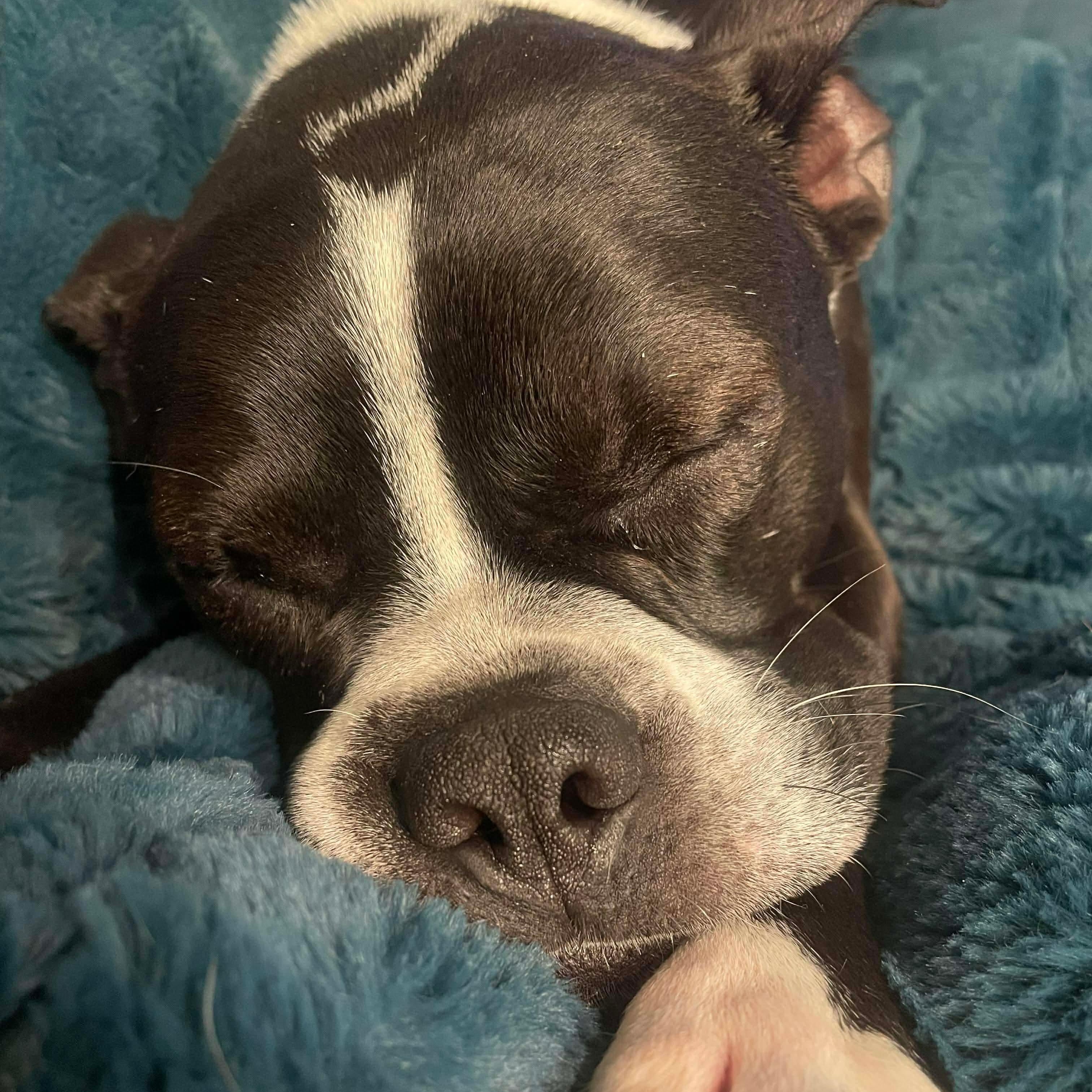 Bubba, a ADOPTABLE mixed breed in Rochester, NY image 4/6