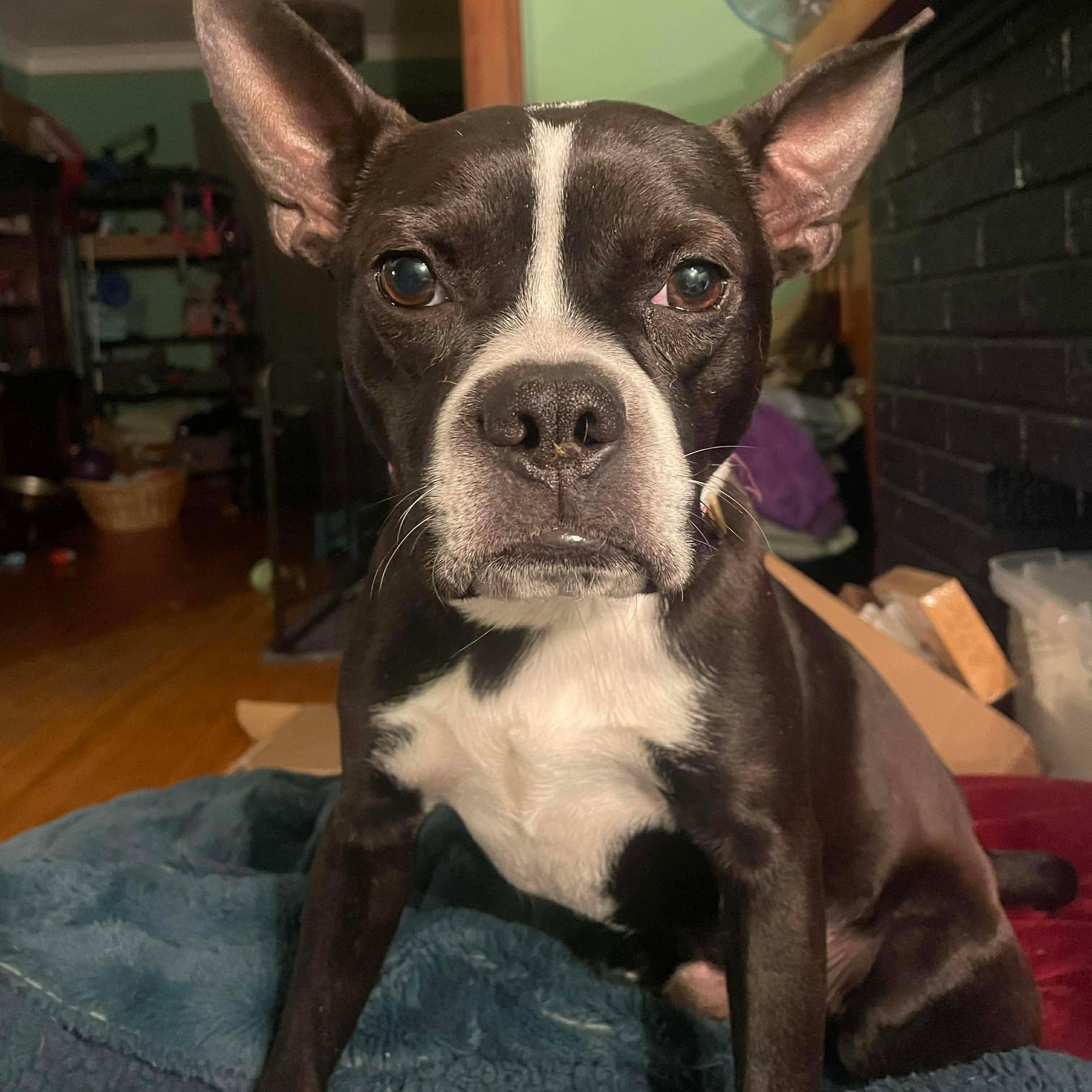 Bubba, a ADOPTABLE mixed breed in Rochester, NY image 6/6