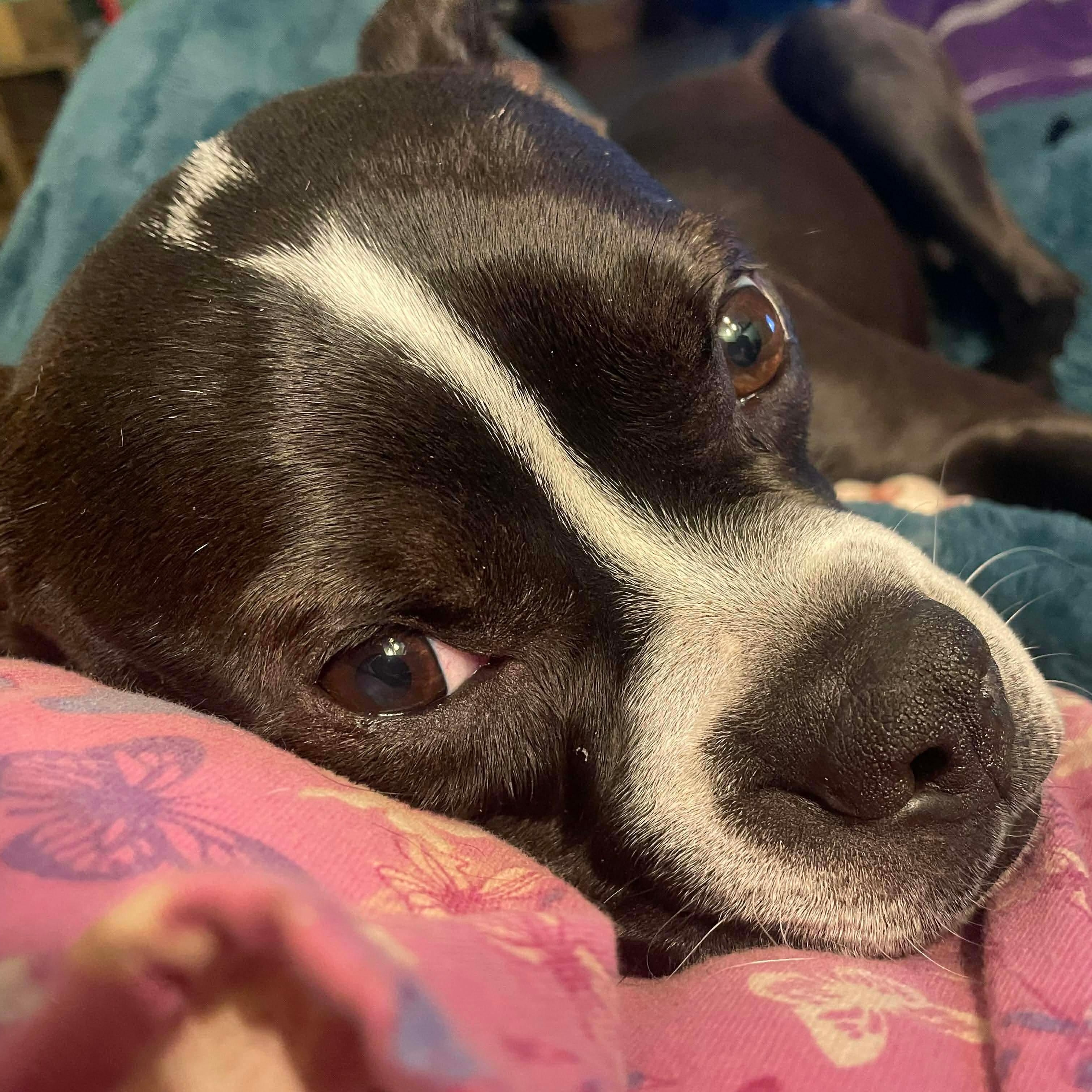 Bubba, a ADOPTABLE mixed breed in Rochester, NY image 3/6