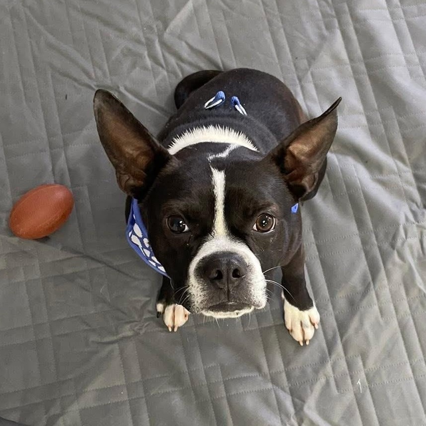 Bubba, a ADOPTABLE mixed breed in Rochester, NY image 1/6