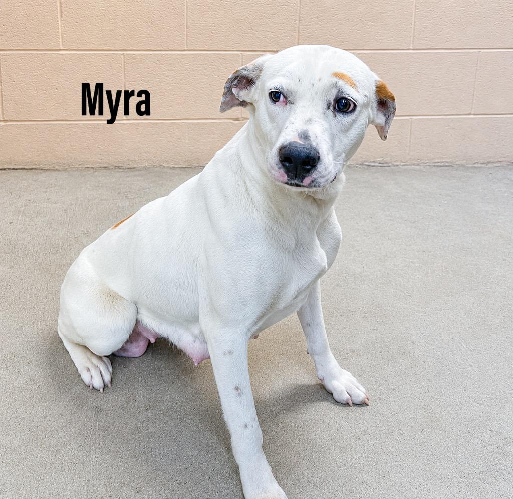 Myra, Adoptable, Young Female Labrador Retriever & Brittany Spaniel.