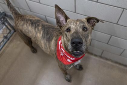 Tyson, Adoptable, Adult Male Shepherd & Fox Terrier.