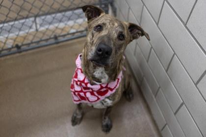 Enlarge Tyson, a Adoptable mixed breed in Golden Valley, MN image 2/3