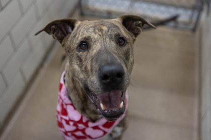Enlarge Tyson, a Adoptable mixed breed in Golden Valley, MN image 3/3