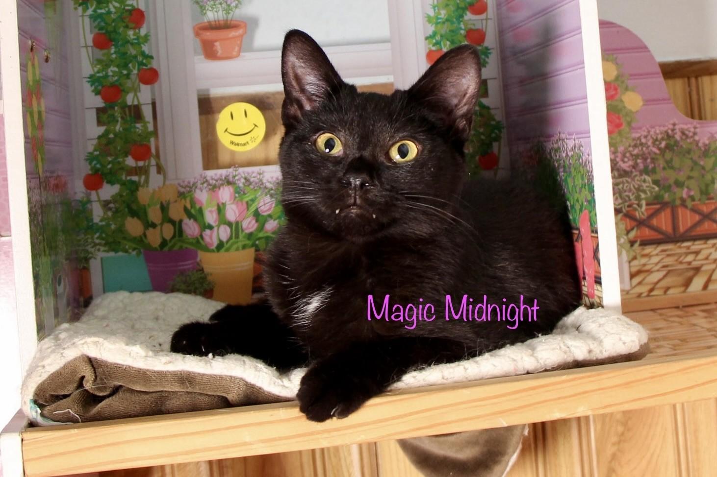Magic Midnight/Mag photo 2