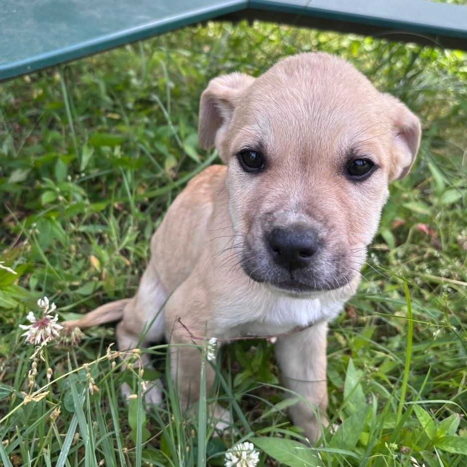 Enlarge Archie, a Adoptable mixed breed in Colonial Heights, VA image 2/3