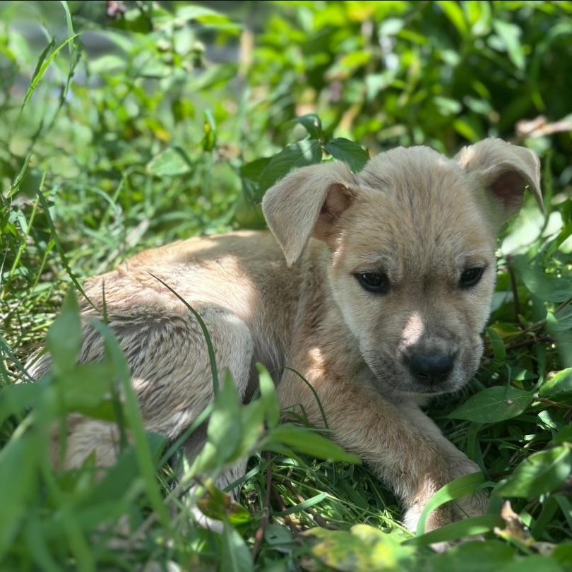 Enlarge Archie, a Adoptable mixed breed in Colonial Heights, VA image 3/3