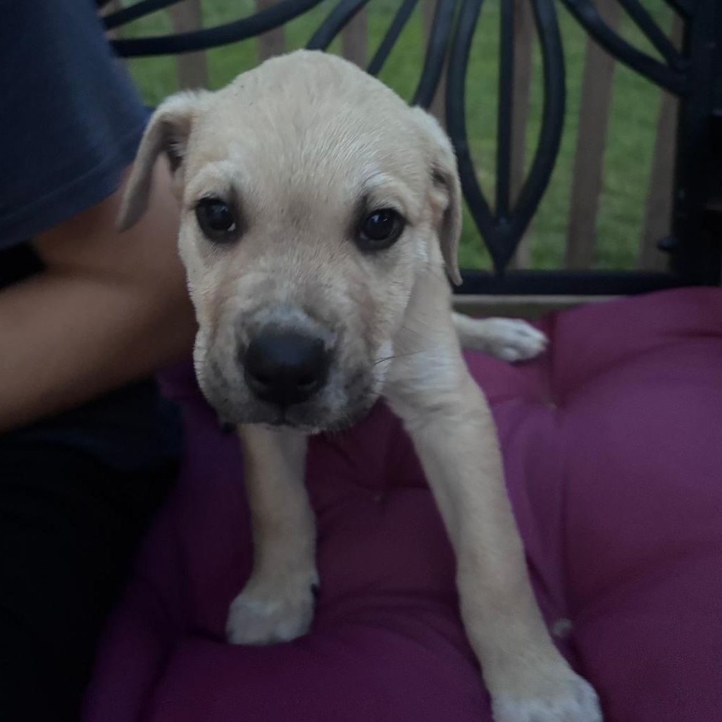 Enlarge Archie, a Adoptable mixed breed in Colonial Heights, VA image 1/3