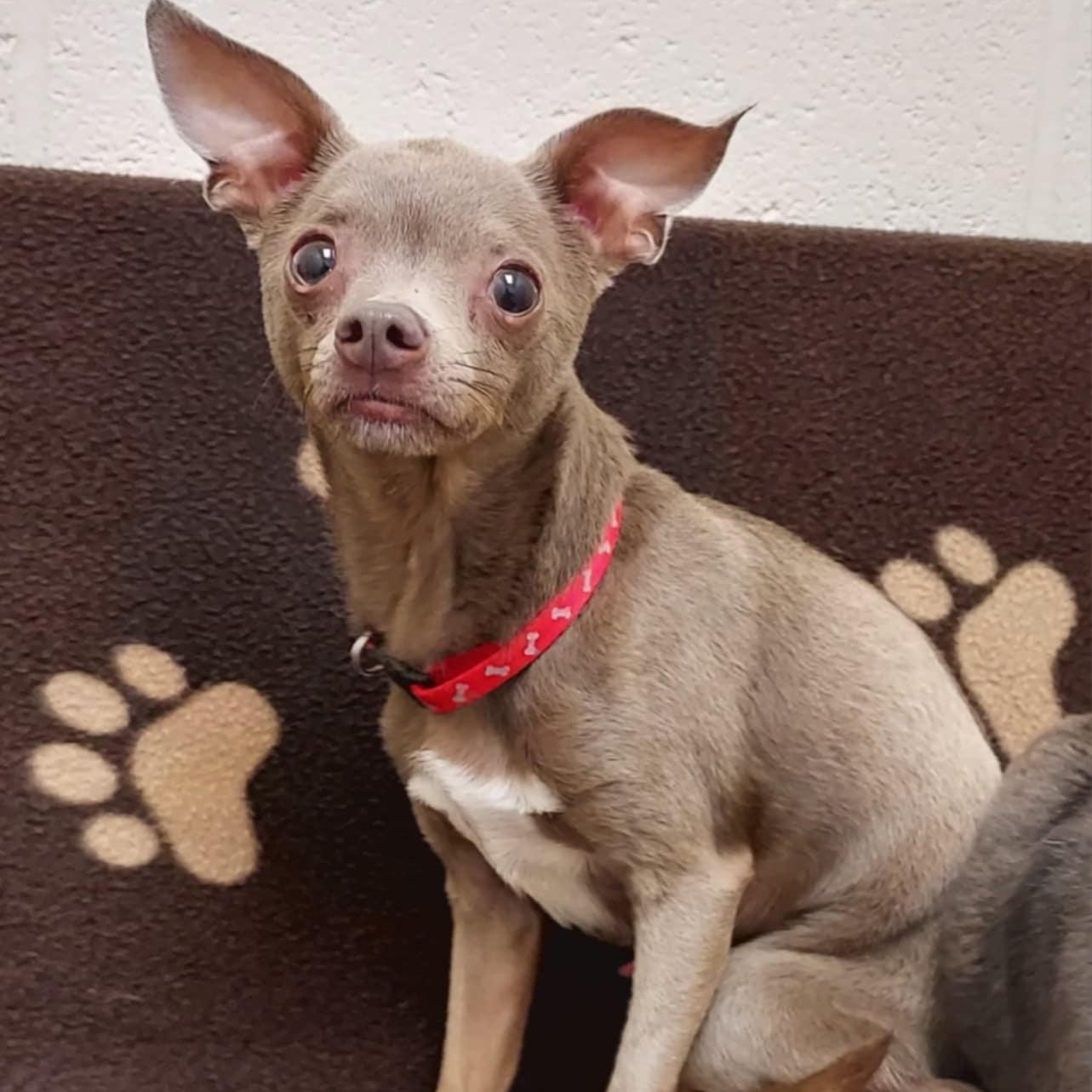 Enlarge Moose, a Adoptable Chihuahua in Falls Creek, PA image 4/5