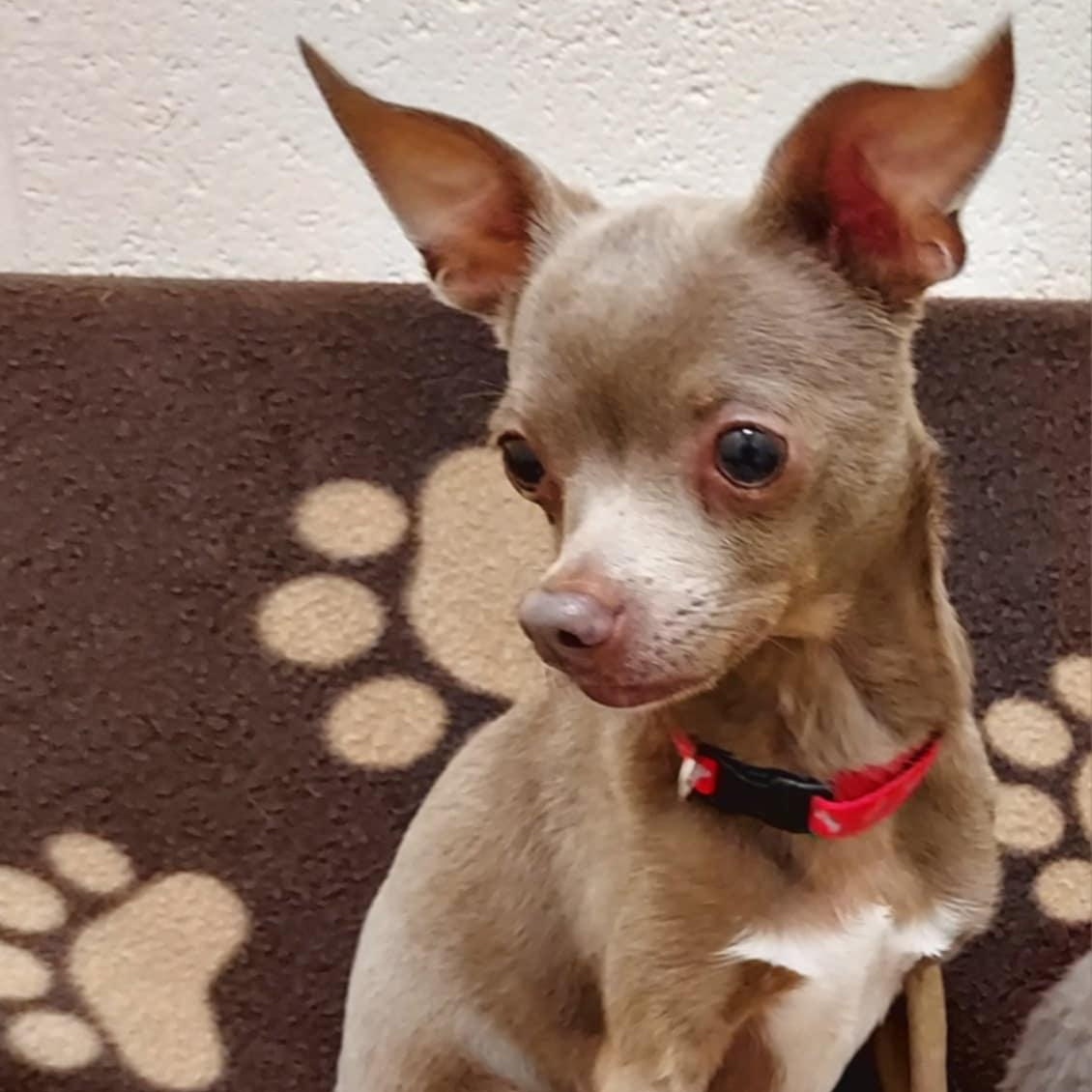 Enlarge Moose, a Adoptable Chihuahua in Falls Creek, PA image 3/5