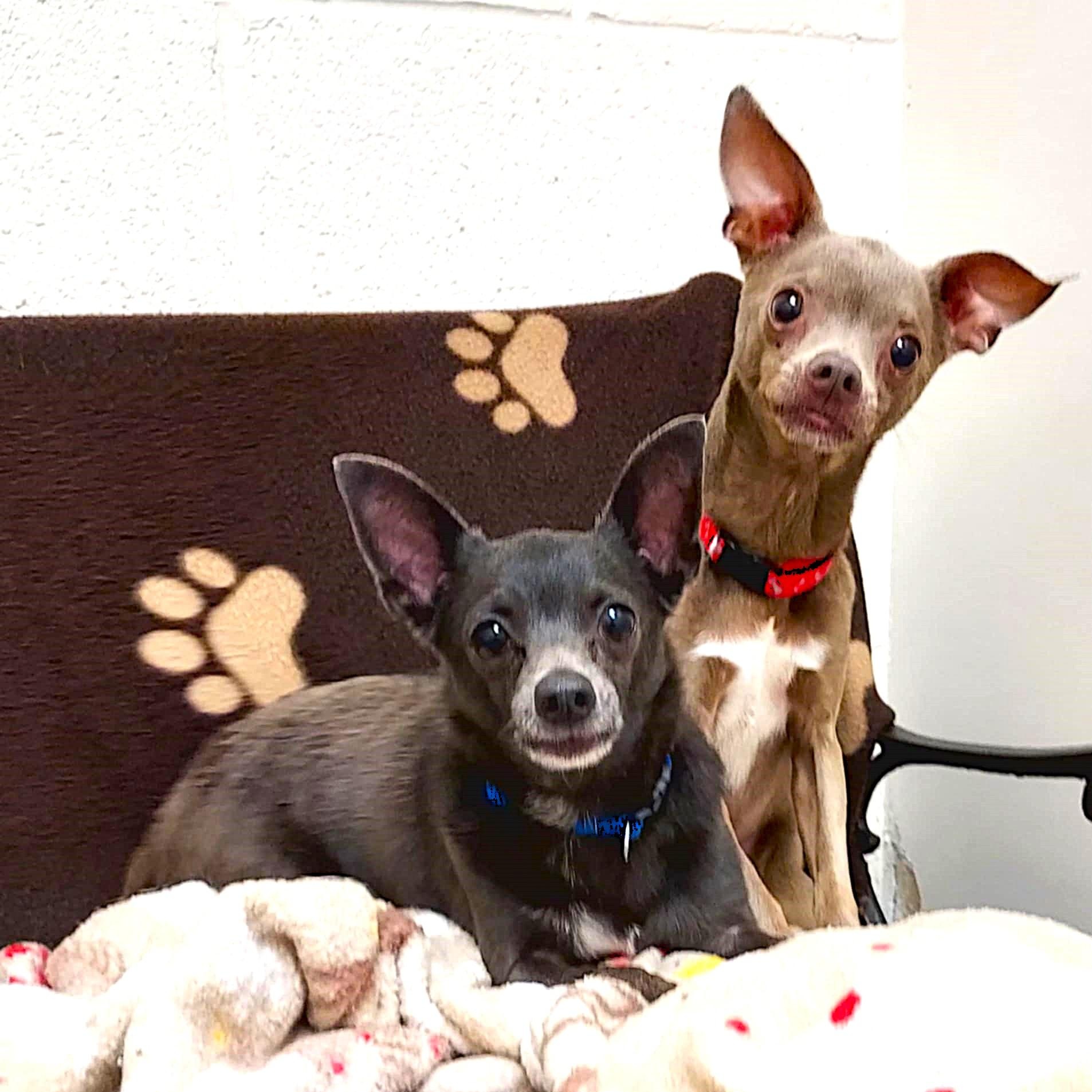 Enlarge Moose, a Adoptable Chihuahua in Falls Creek, PA image 5/5