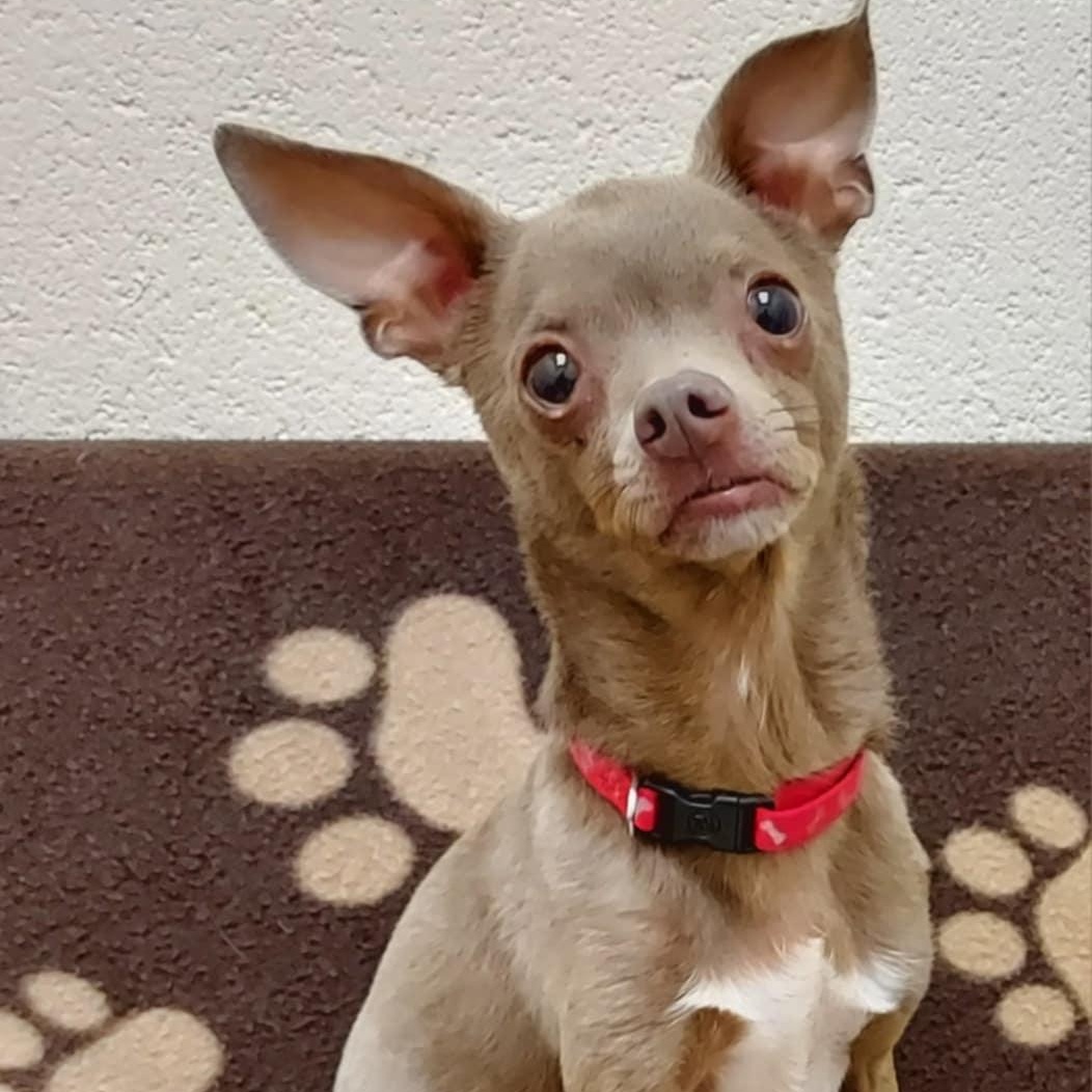 Enlarge Moose, a Adoptable Chihuahua in Falls Creek, PA image 1/5